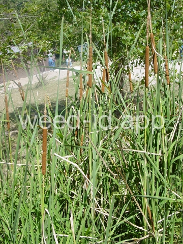 cattail, southern